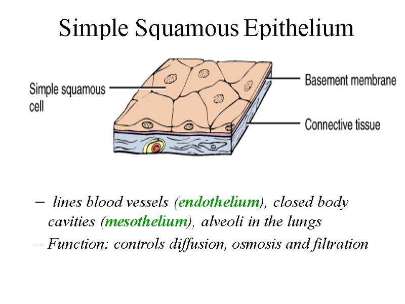 Simple Squamous Epithelium   lines blood vessels (endothelium), closed body cavities (mesothelium), alveoli